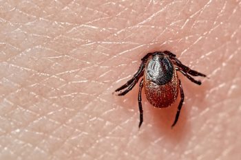 De la bacteria Borrelia burgdorferi la boala Lyme