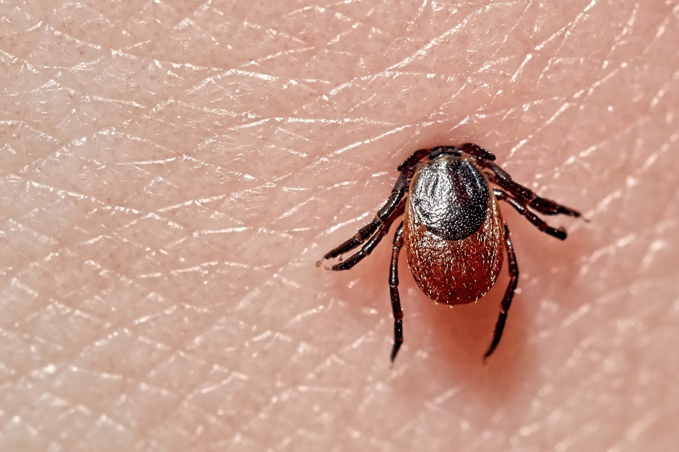 Boala Lyme si ce pericole are muscatura de capusa