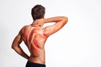 Febra musculara – privire de sinteza