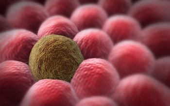 Resveratrolul, posibil aliat în terapia antitumorală