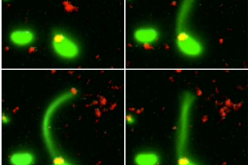 Cercetătorii au descoperit modalitatea prin care bacteriile absorb ADN