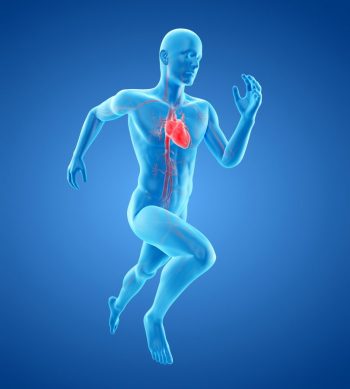 Sistemul vascular și efortul fizic