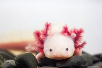 Axolotlul mexican, speranță pentru regenerare
