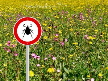 Bolile infecțioase transmise prin intermediul mușcăturii de căpușă – partea I