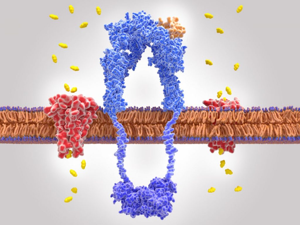 receptor-insulina