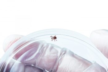 Bolile infecțioase transmise prin intermediul mușcăturii de căpușă – partea a II-a