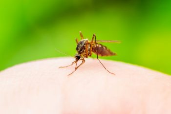 Organizația Mondială a Sănătății a aprobat vaccinul împotriva malariei
